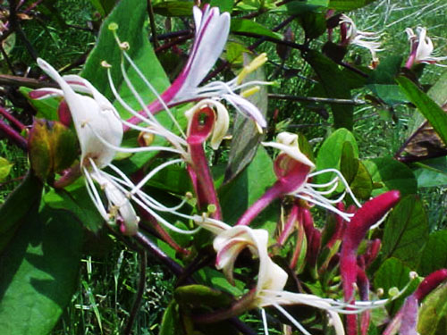  Image name: caprifoglio 2.jpg 
 width: 500 pixel 
 height: 375 pixel 
 Size: 69570 bytes 
 Click to enlarge 